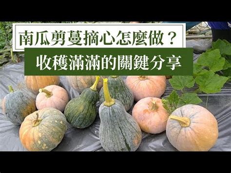 阿成南瓜摘心